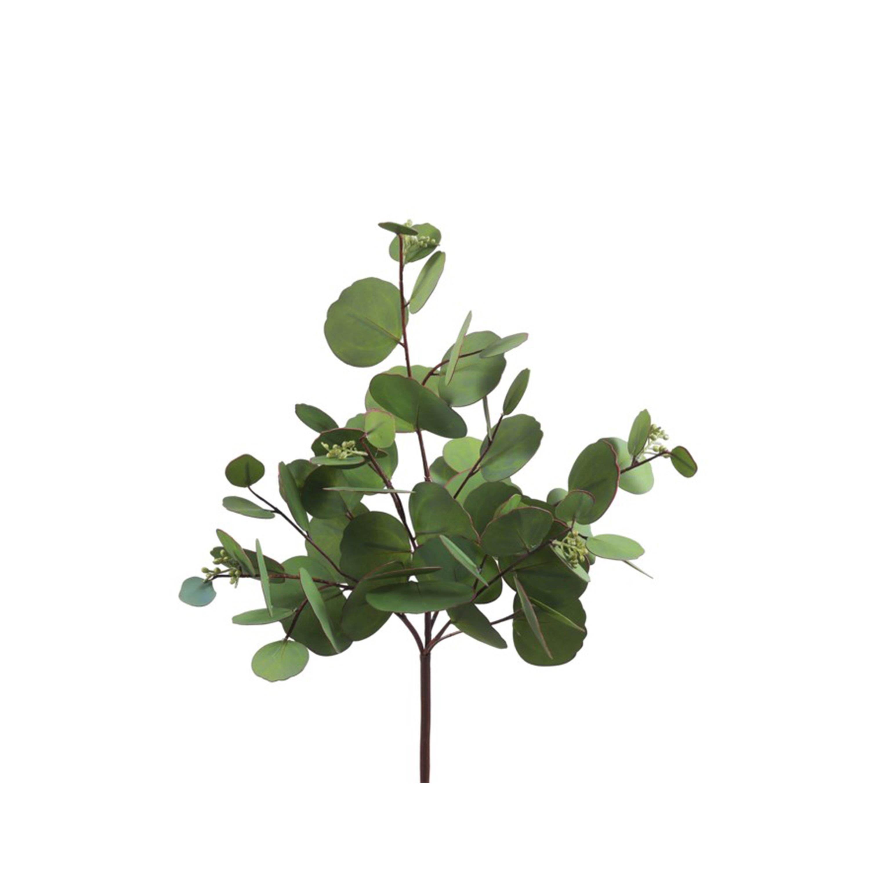 EuculyptusBranch